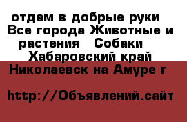 отдам в добрые руки - Все города Животные и растения » Собаки   . Хабаровский край,Николаевск-на-Амуре г.